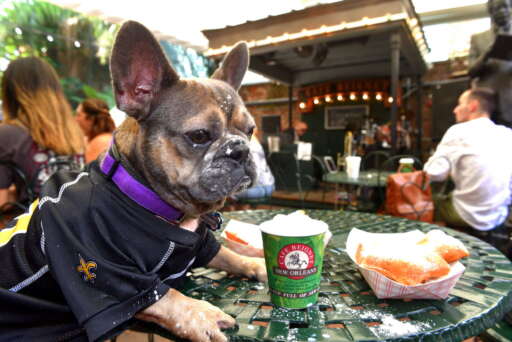 A small dog with powdered sugar on its face sits at a table at Cafe Beignet.